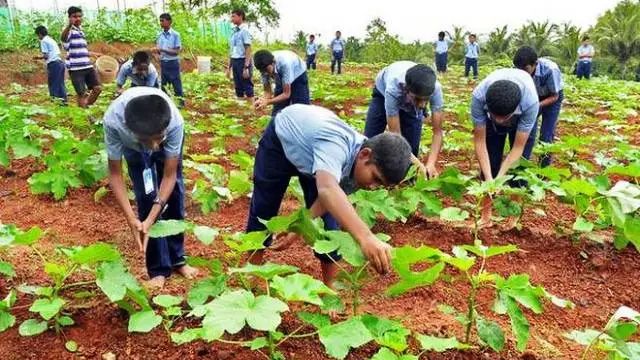 Farming in schools