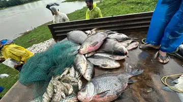 പുഴ  മത്സ്യം 