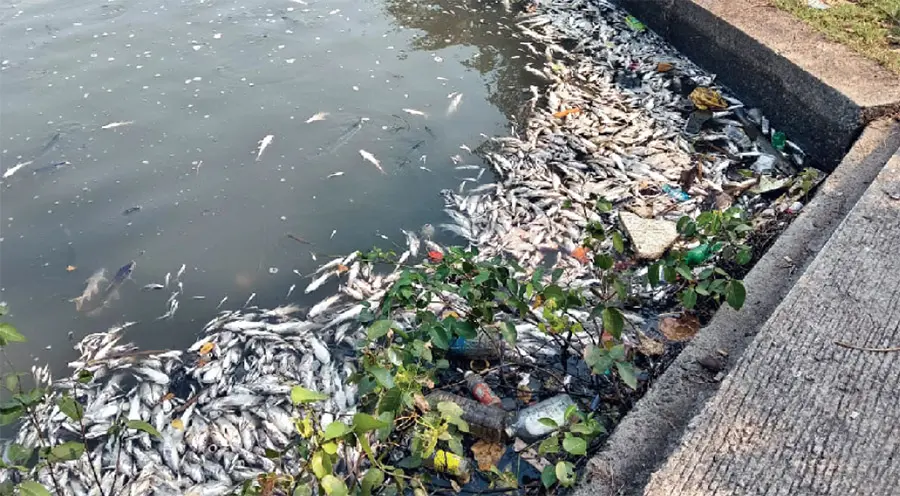 fish
