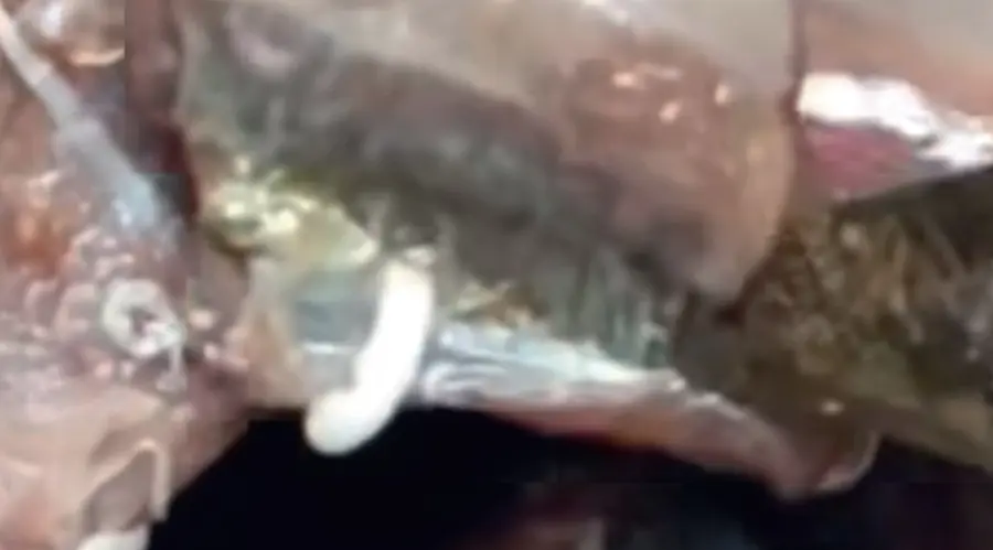 fish