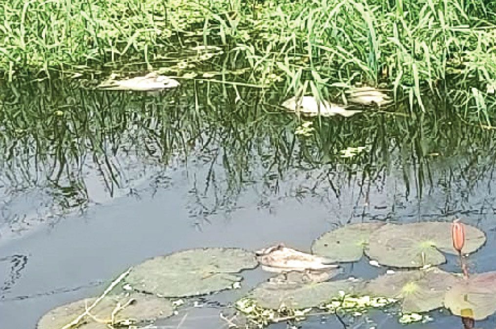 fish