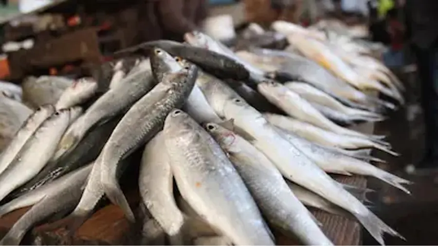 fish