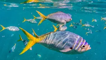 fish