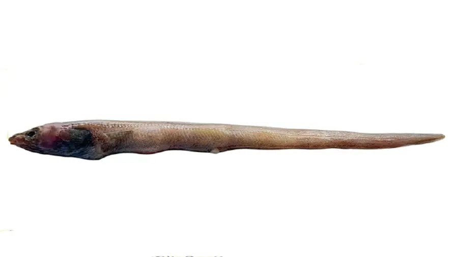 New eel fish