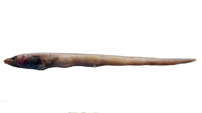 New eel fish