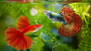 fish farming