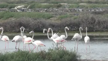 flamingo thoothukkudi