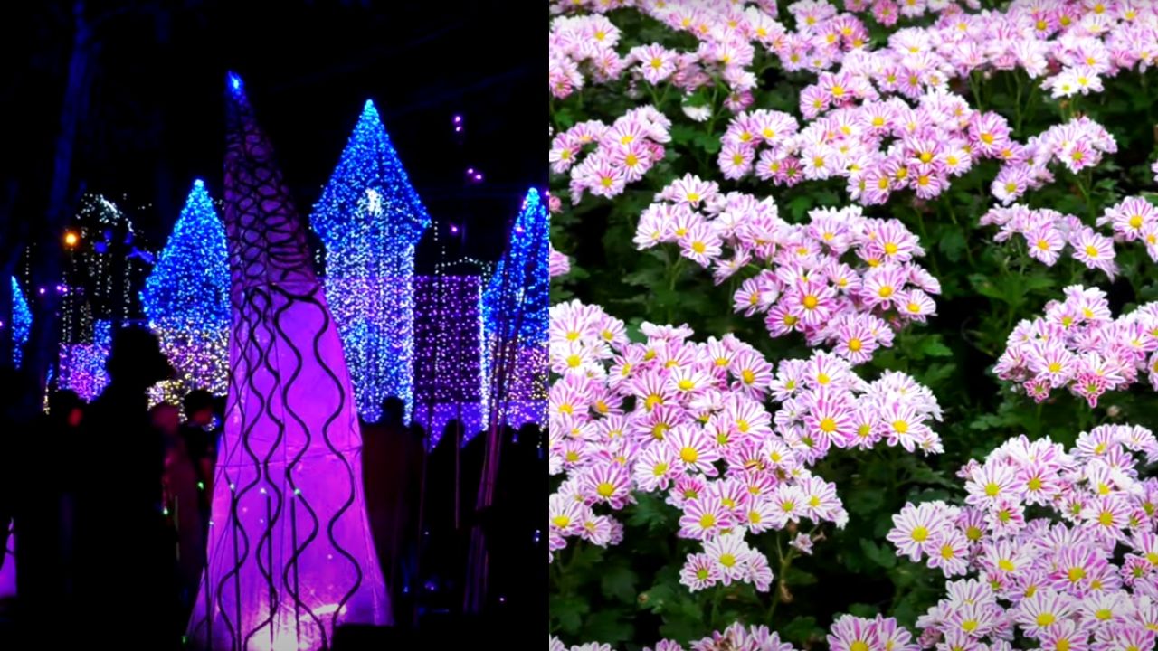 flowershow kanakakkunnu