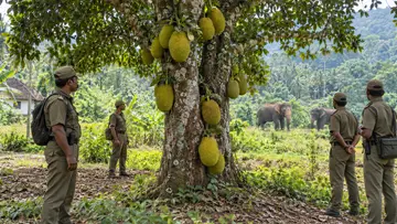 forest department jackfruit tree