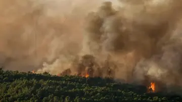 forest fire