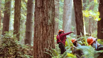 forestry studies