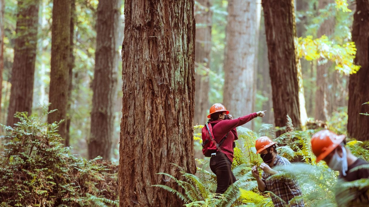 forestry studies