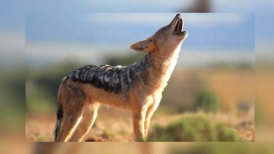 Wild Animal