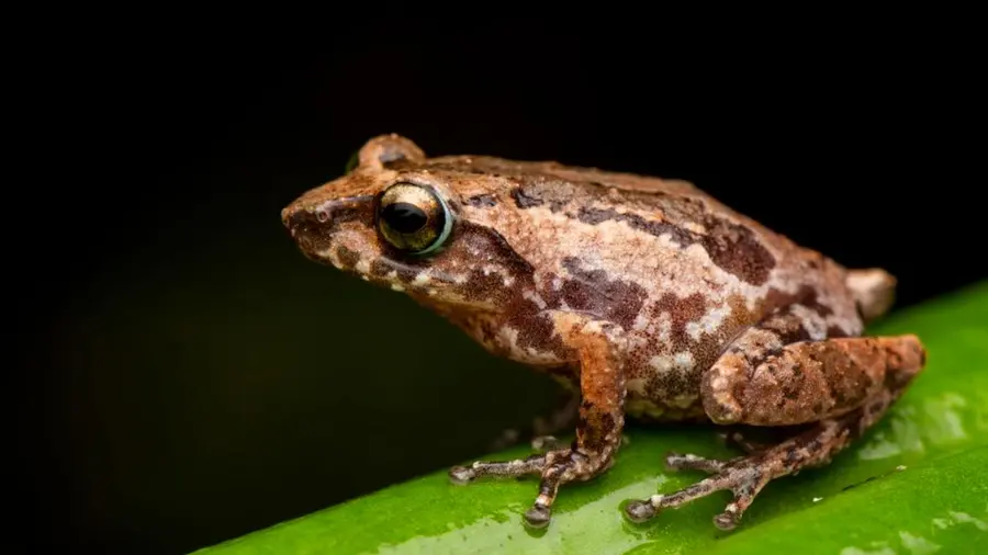 Frog