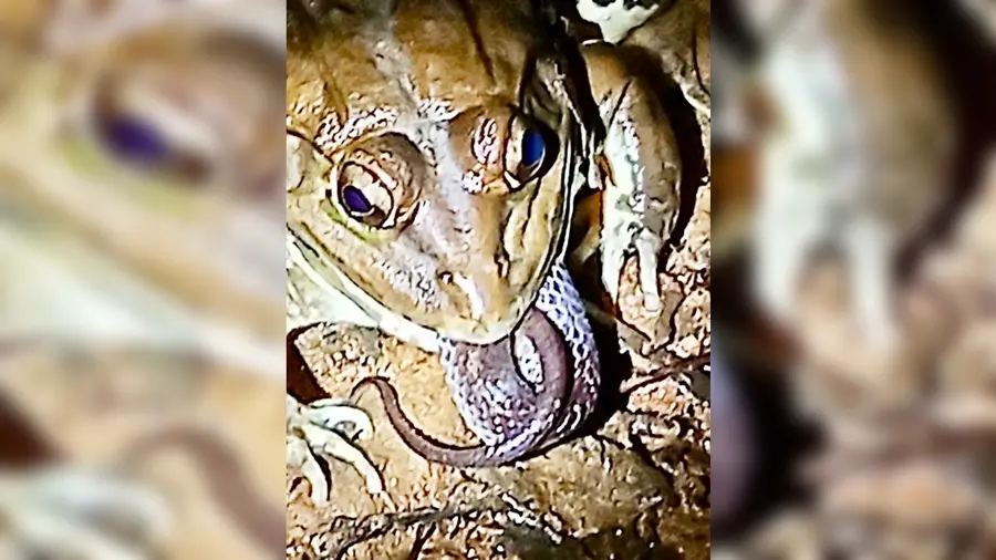 frog eating snake