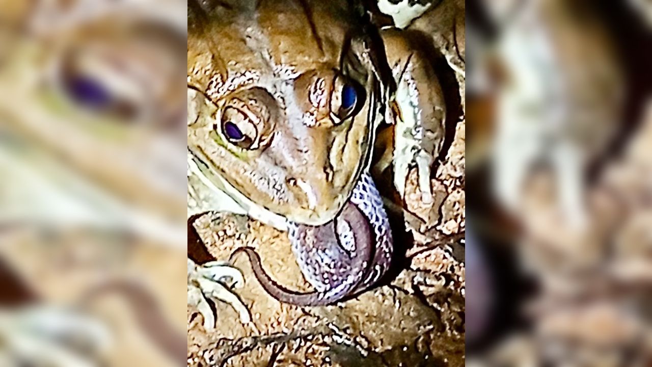 frog eating snake