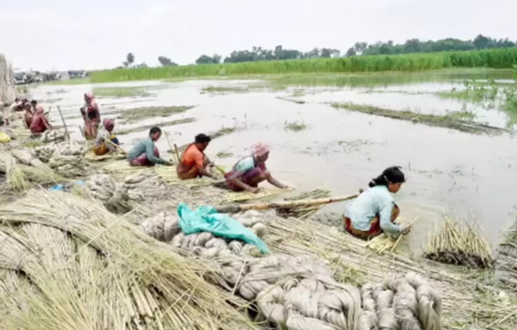 jute cultivation
