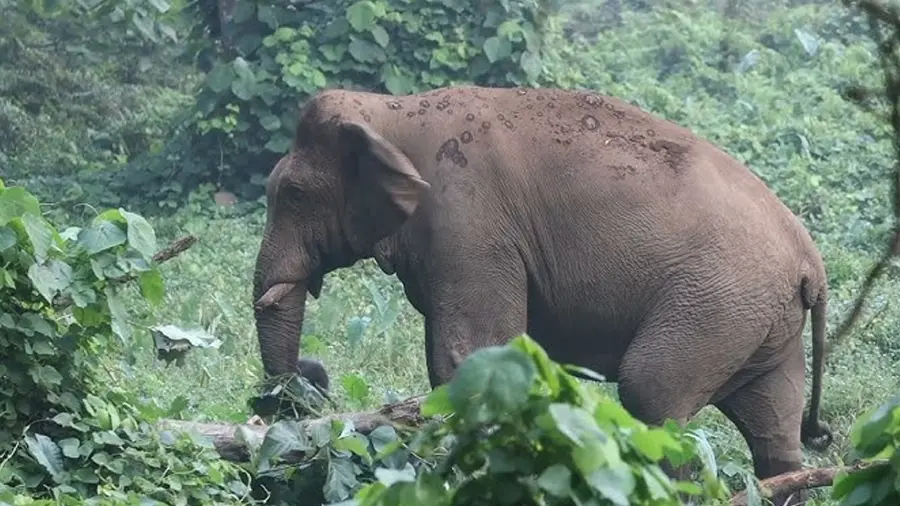 ganapathy elephant.