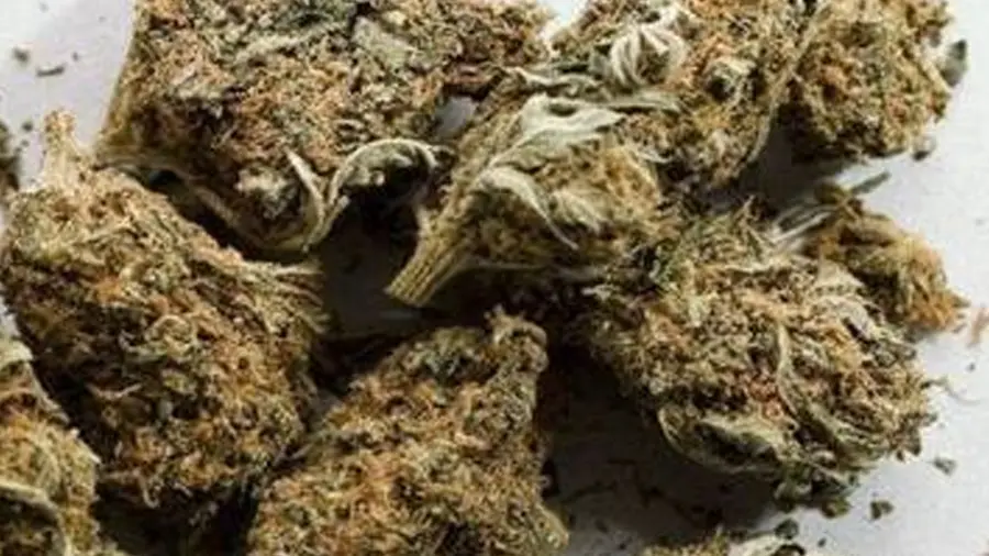 ganja