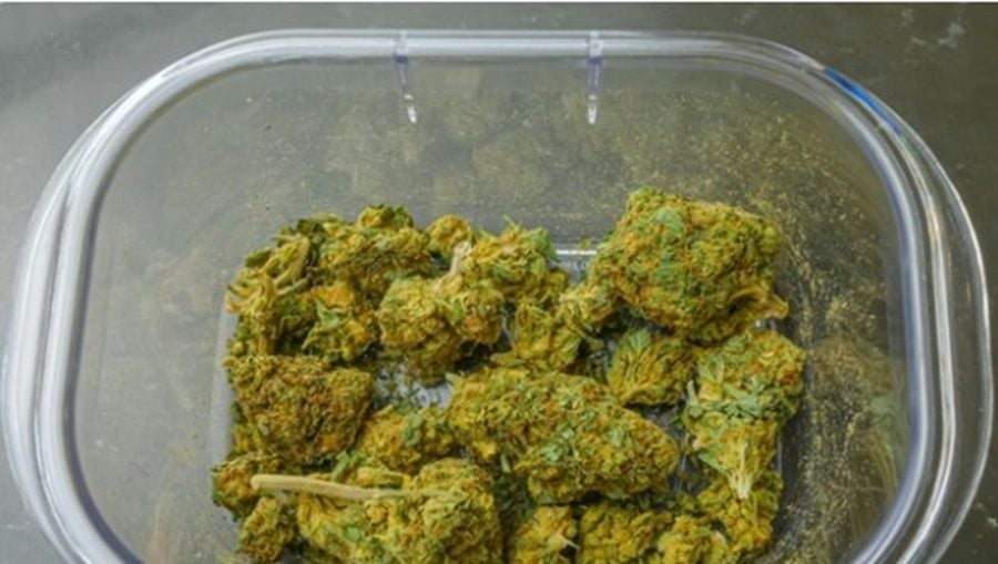 ganja