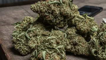 ganja