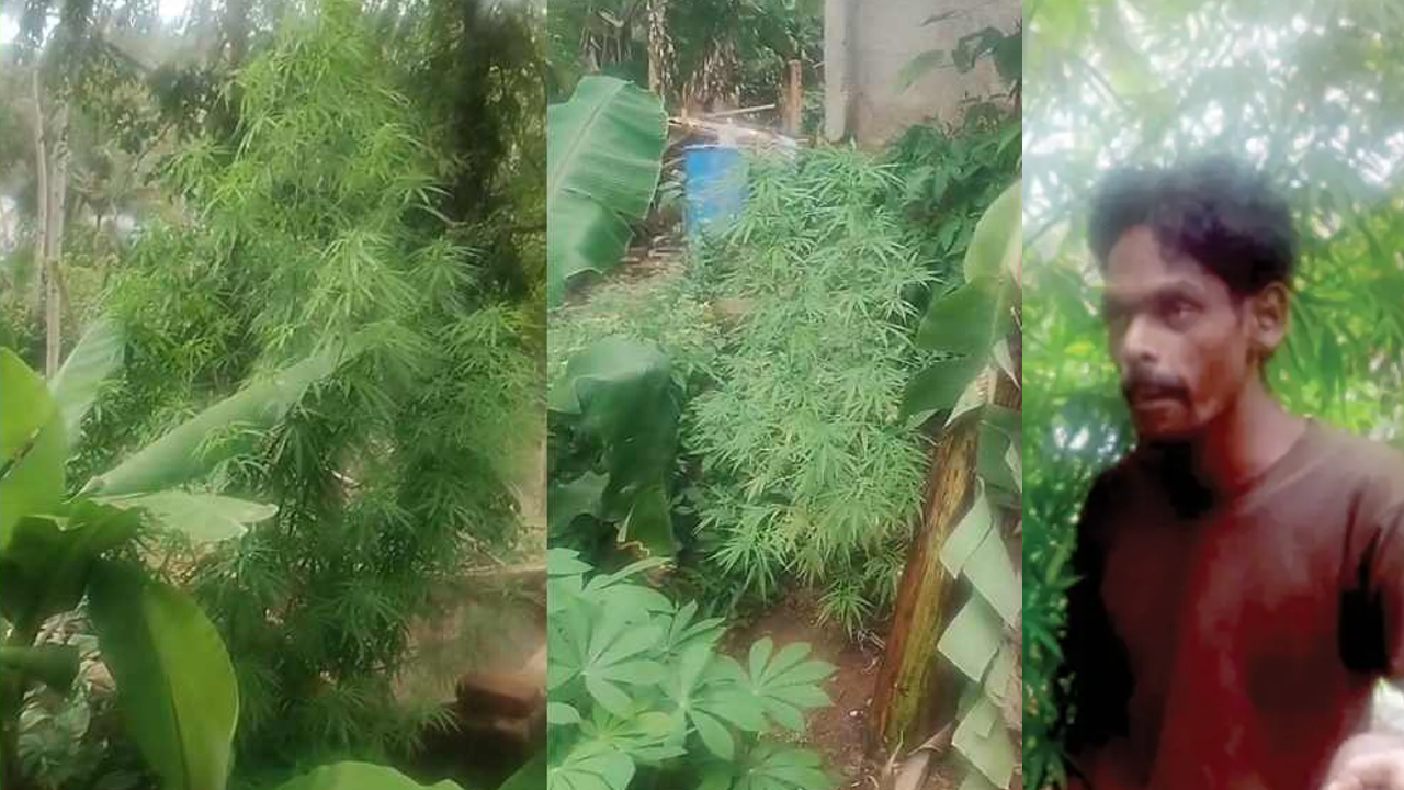 Ganja Plant