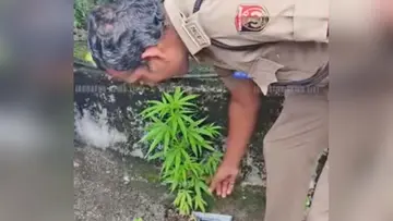 Cannabis Plant