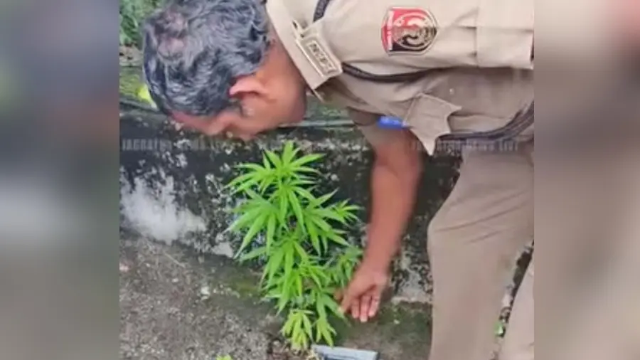 Cannabis Plant