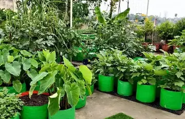 grow bag cultivation 