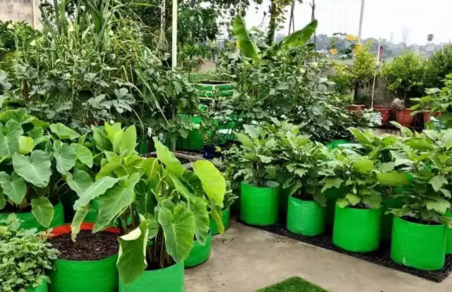 grow bag cultivation 