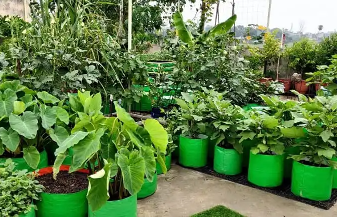 grow bag cultivation 