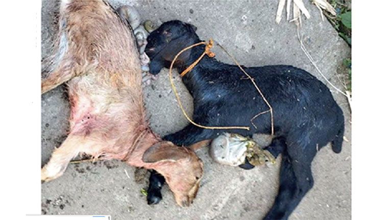 Stray dog ​​attack