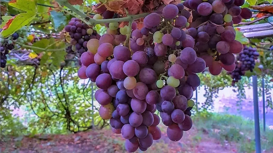 grape