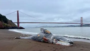 grey whale