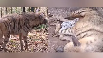 Hyena 