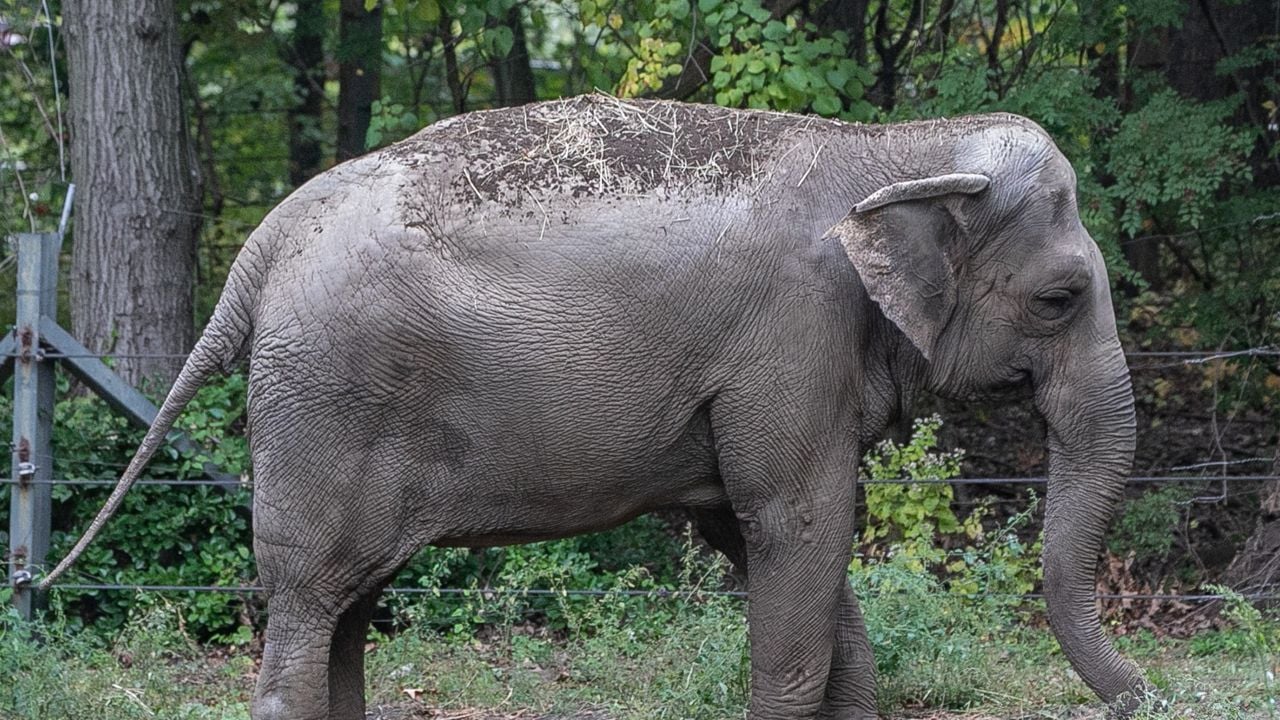 happy elephant