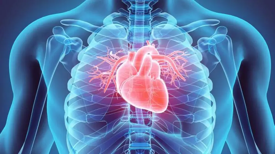 Heart