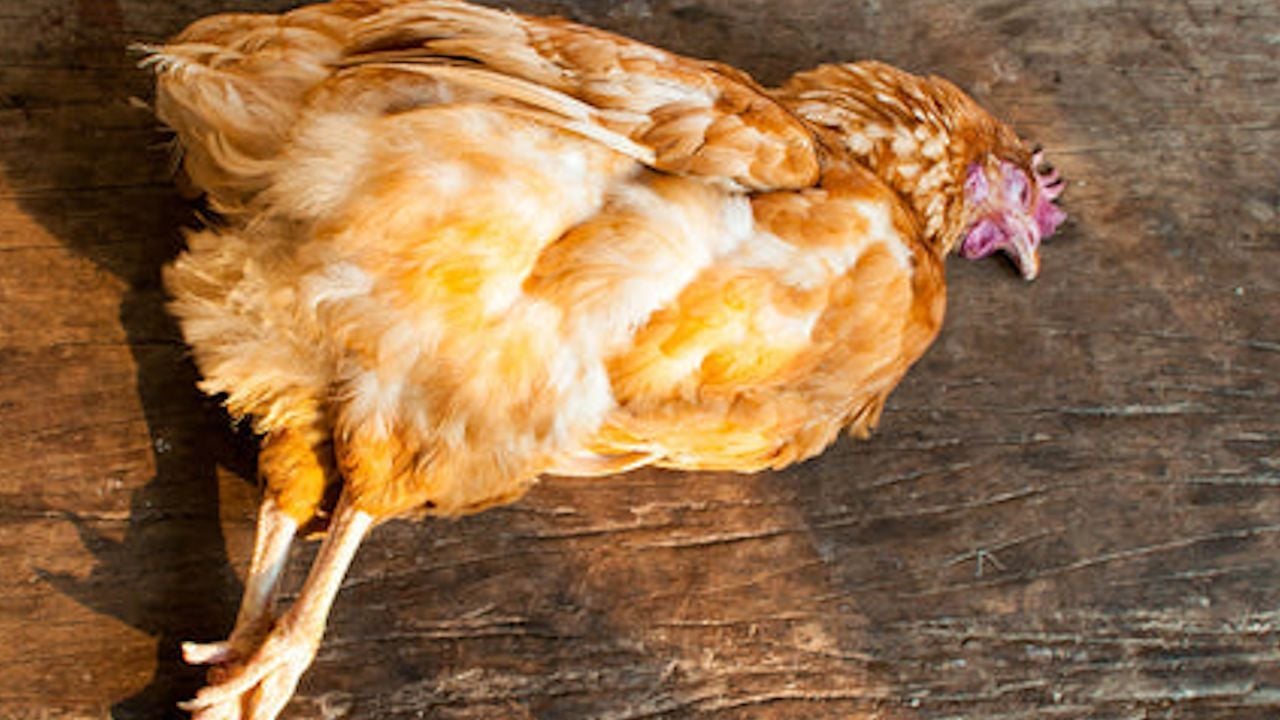 hen 1
