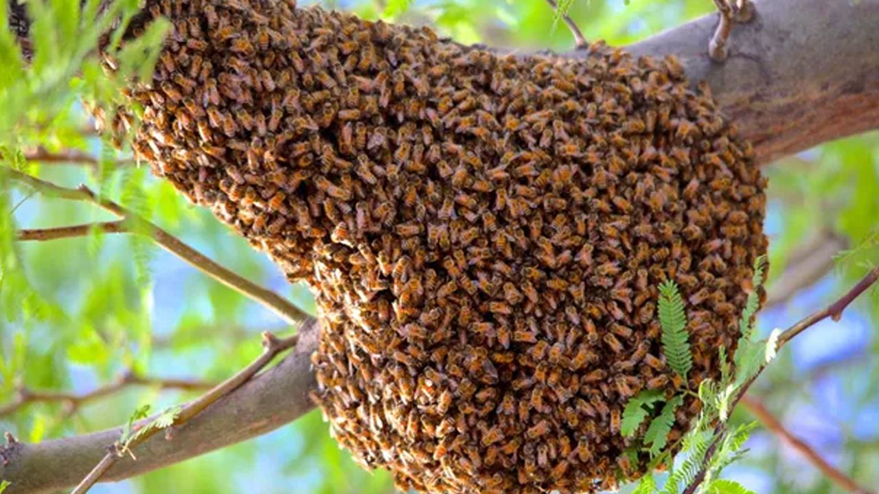 honey