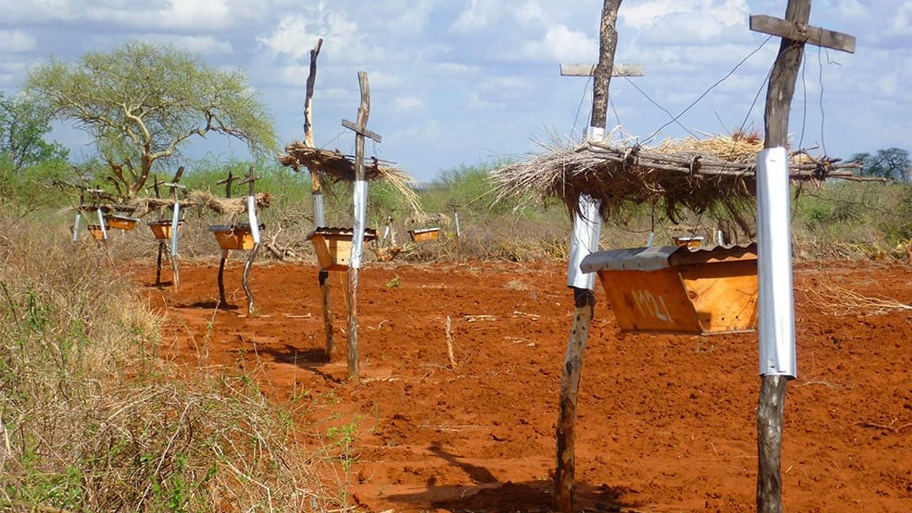  Beehive Fences in East Africa