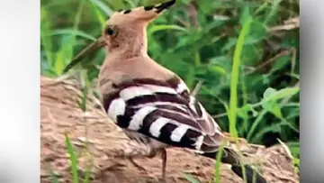 israel's national bird hoopoe spoted in manjapra