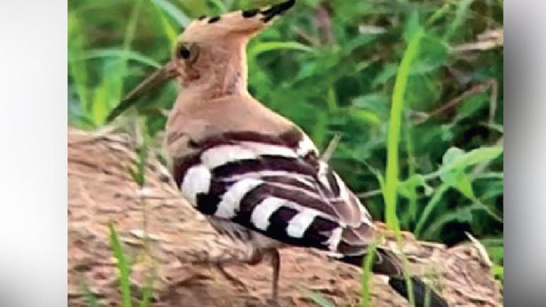israel's national bird hoopoe spoted in manjapra