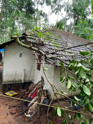 മൂലാട് കണ്ടോളി വളപ്പിൽ മനോജിന്റെ  വീടിന് മുകളിലേക്ക് പ്ലാവ് വീണ നിലയിൽ
