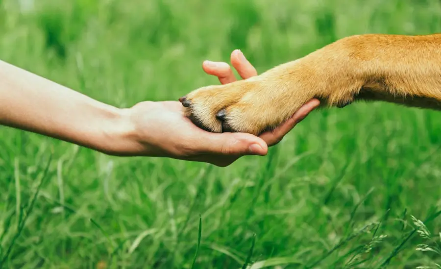 dog love