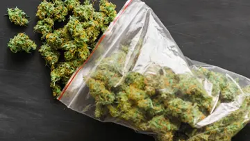 hybrid ganja