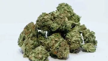 hydroponic weed