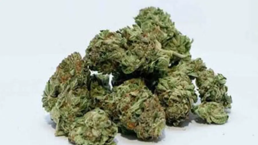 hydroponic weed