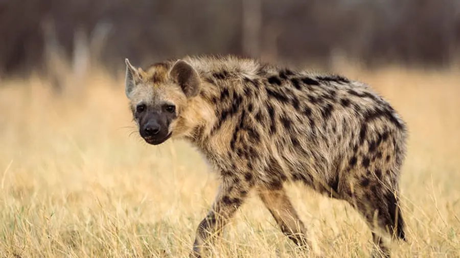 hyena