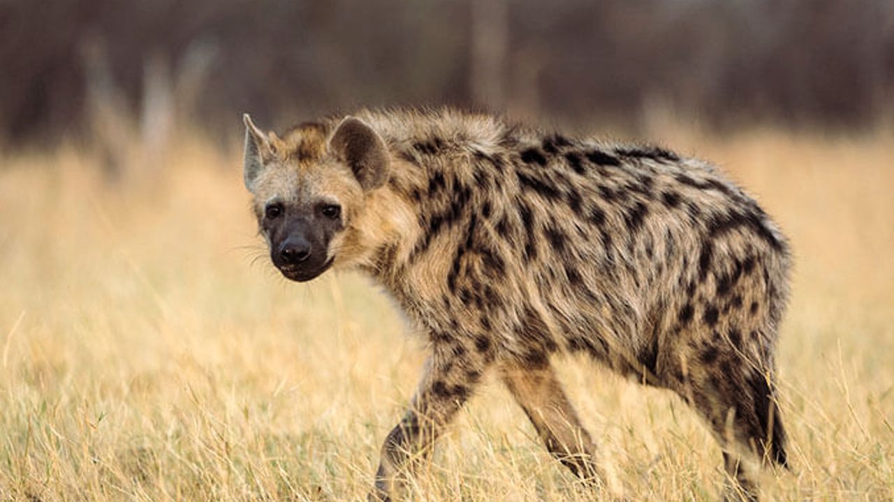 hyena