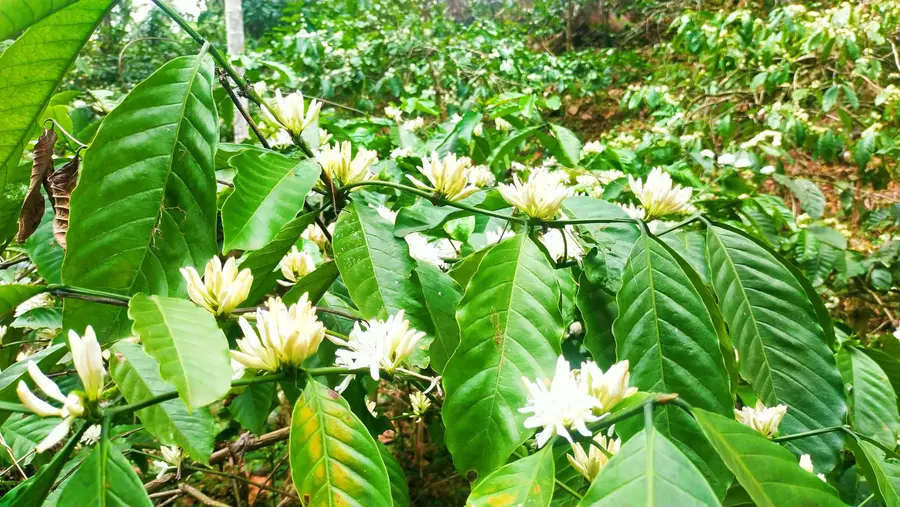 Pookuna ഹൈറേഞ്ചിൽ കാപ്പി‘പ്പൂക്കാലം’ - Deshabhimani